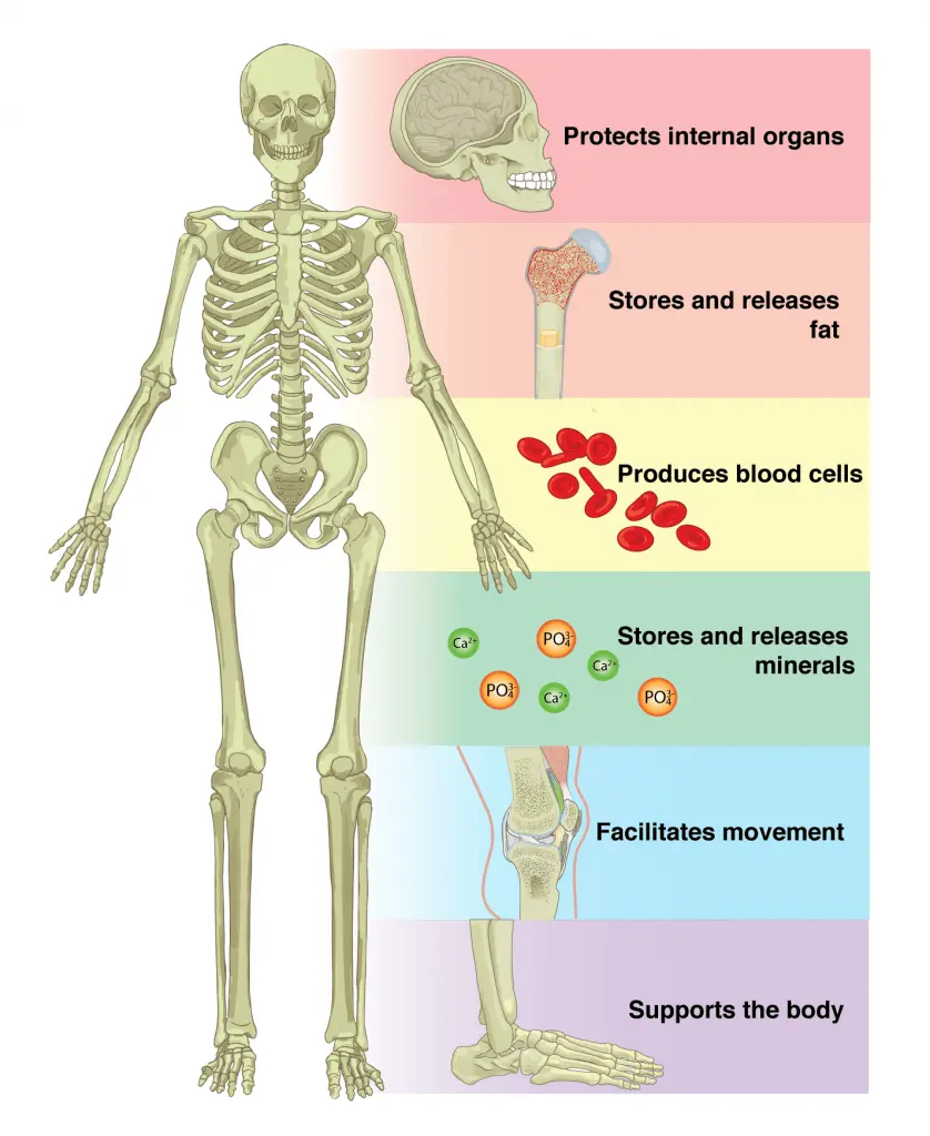 Skeletal system &#8211; structure and functions