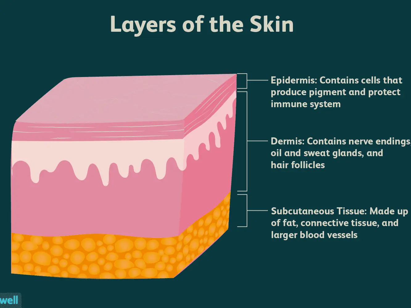 Skin layers &#8211; what do we distinguish and what are their functions?