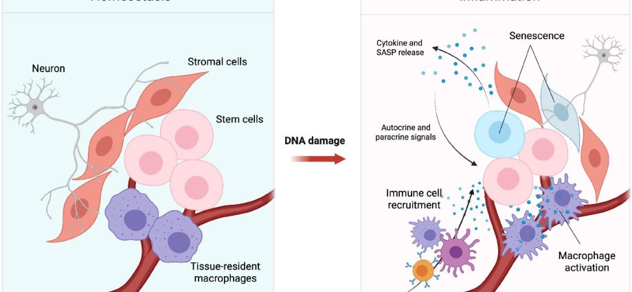 Skin stem cells are very resistant to DNA damage