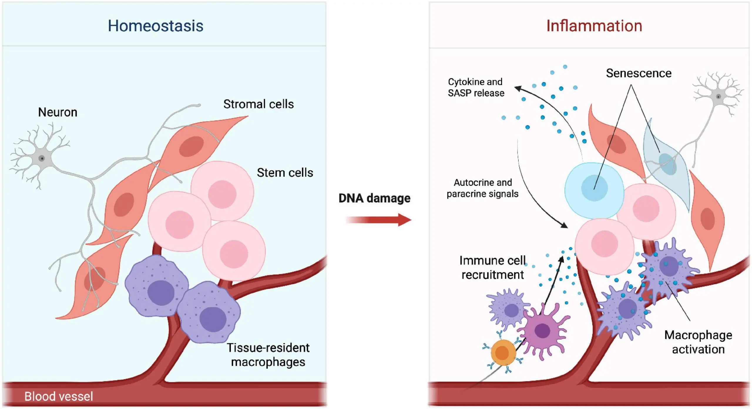 Skin stem cells are very resistant to DNA damage