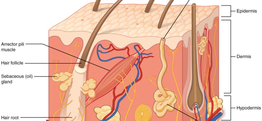 Skin &#8211; structure, layers, receptors. Features of the skin