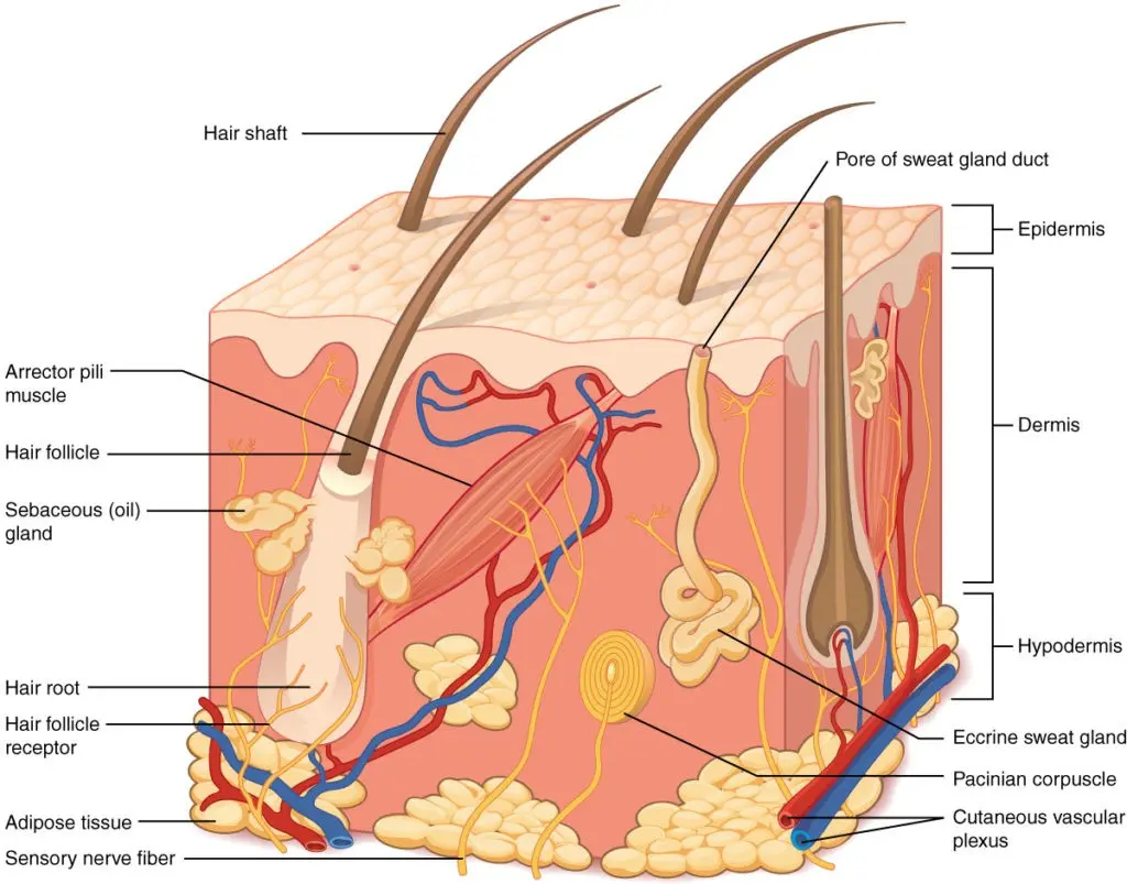 Skin &#8211; structure, layers, receptors. Features of the skin