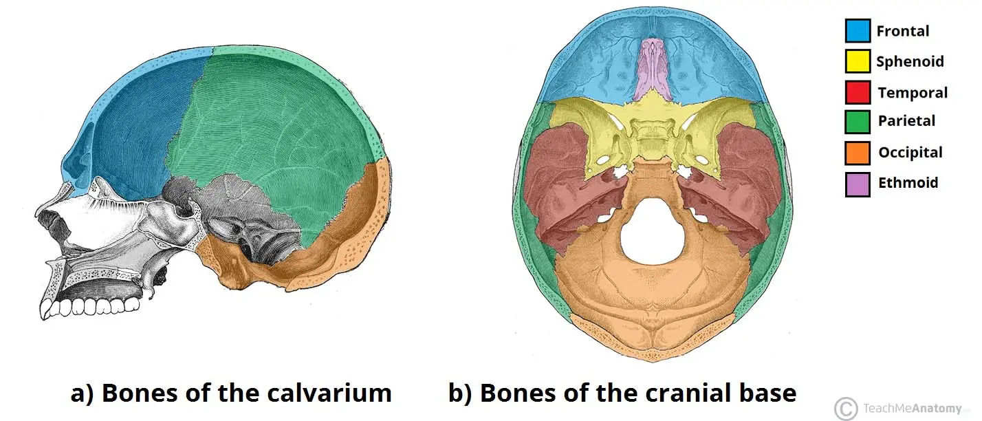 Skull bones &#8211; structure and functions. Fractures of the skull bones