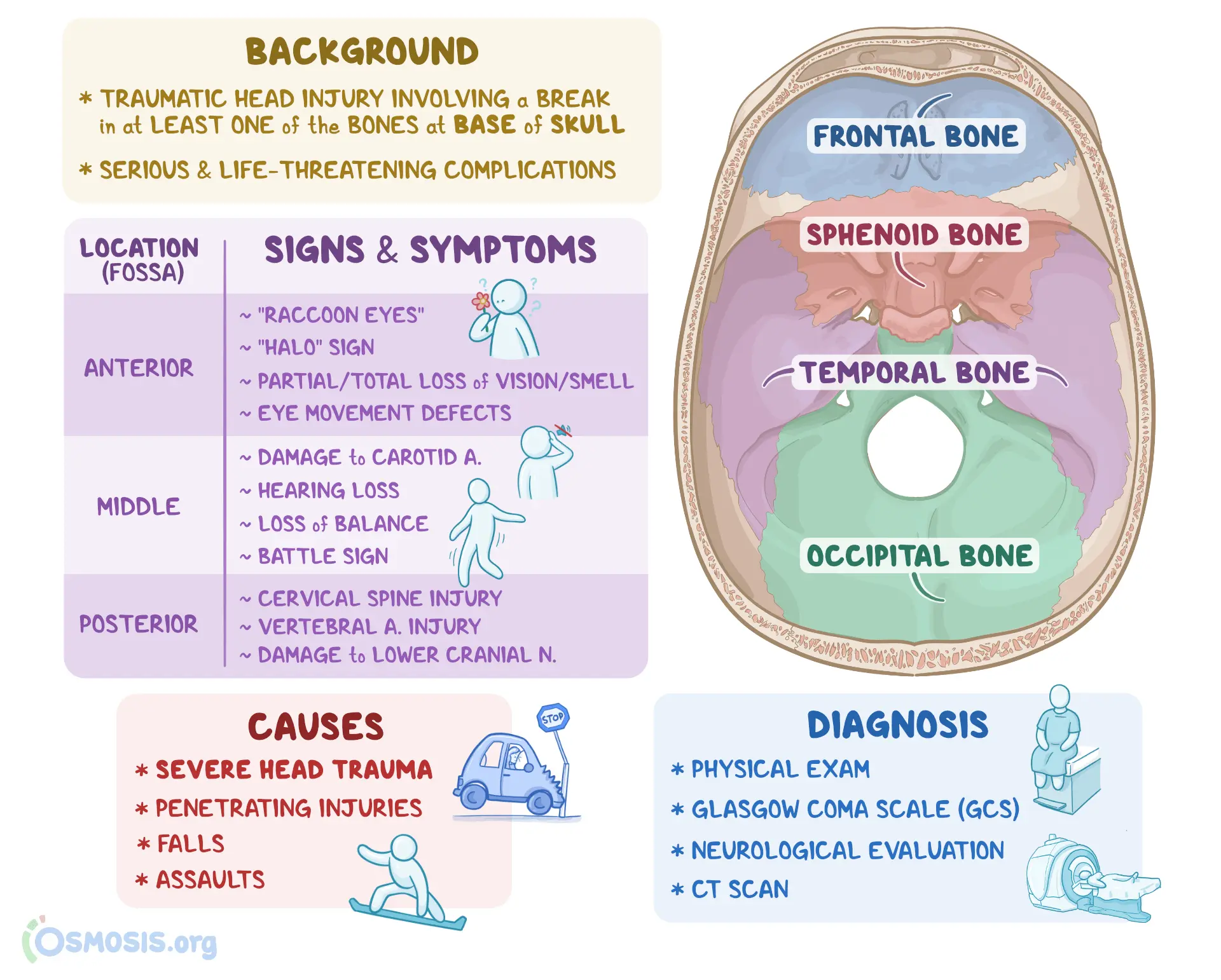 Skull &#8211; structure and functions, skull fracture [EXPLAINED]