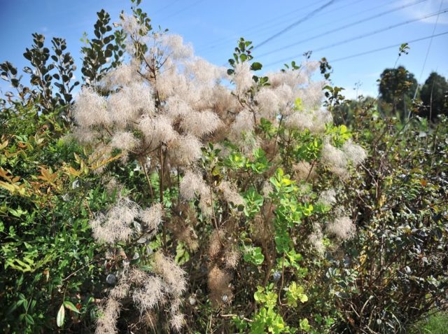 Skumpia tannery: planting and care in the suburbs