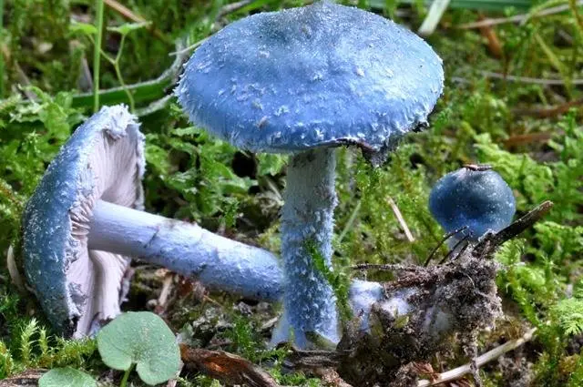 Sky blue stropharia (Stropharia caerulea) photo and description