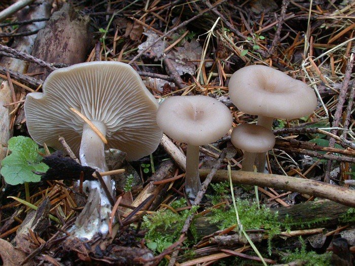 Slightly odorous talker (Clitocybe ditopa) photo and description