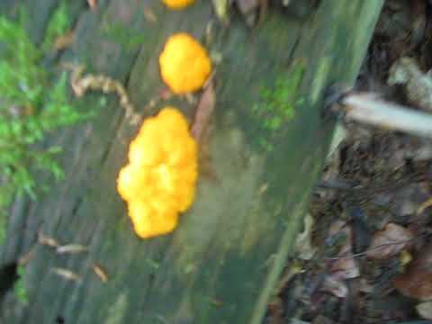 Slime mold tubifer rusty: description and photo