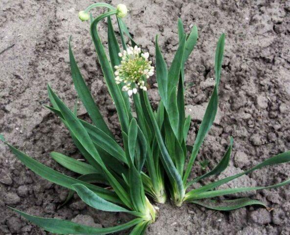 Slime onion: health benefits and harms, how to grow, what it looks like, varieties, reviews