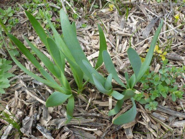 Slime onion: health benefits and harms, how to grow, what it looks like, varieties, reviews