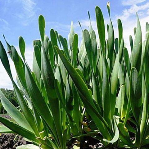 Slime onion: health benefits and harms, how to grow, what it looks like, varieties, reviews