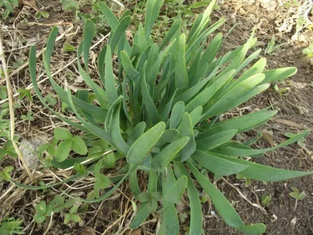 Slime onion: health benefits and harms, how to grow, what it looks like, varieties, reviews