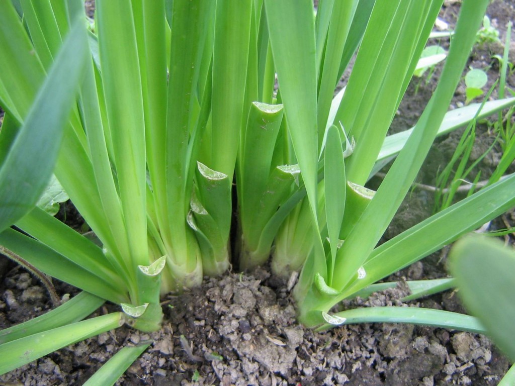 Slime onion: the basics of growing and caring for it