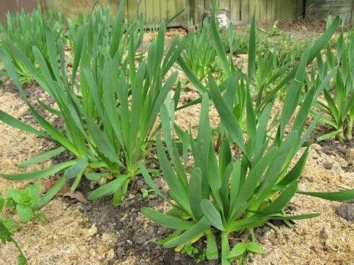 Slime onion: the basics of growing and caring for it