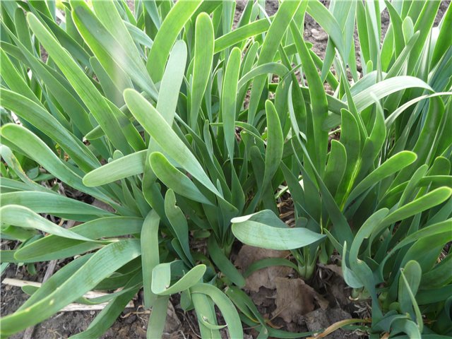 Slime onion: the basics of growing and caring for it