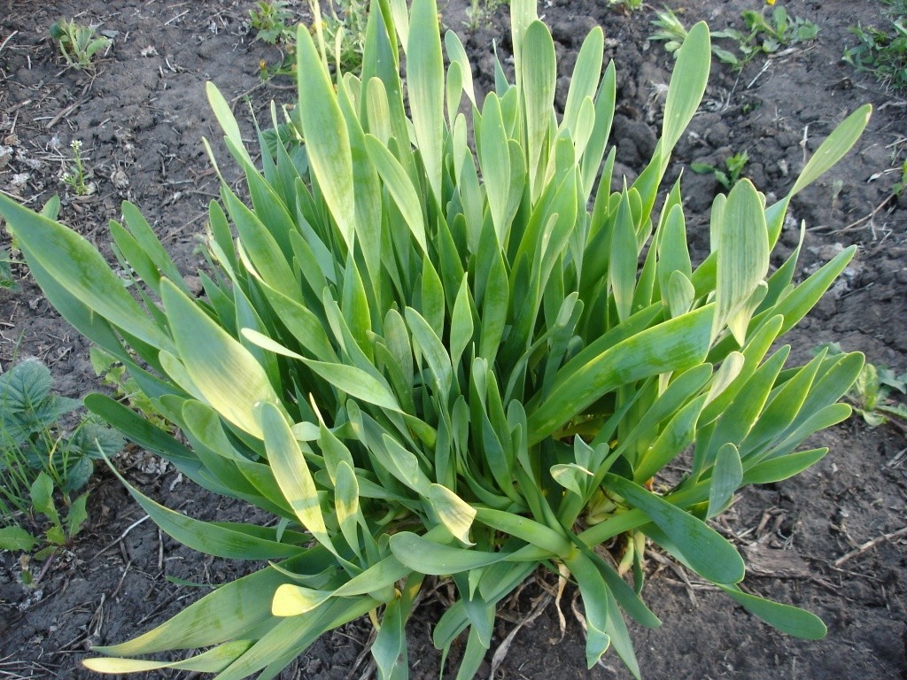 Slime onion: the basics of growing and caring for it