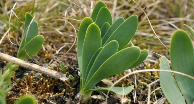 Slime onion: the basics of growing and caring for it