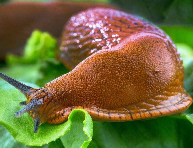 Slug control in the greenhouse: on tomatoes, cucumbers, peppers