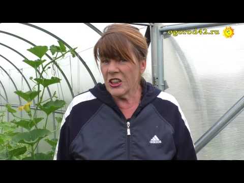 Slug control in the greenhouse: on tomatoes, cucumbers, peppers