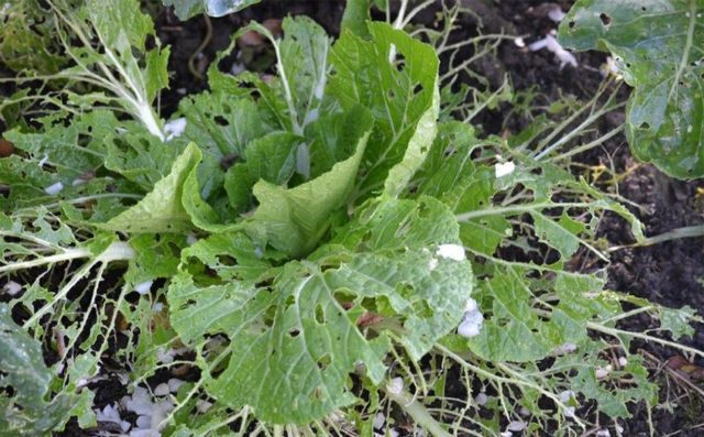 Slugs on cabbage: what to do, how to fight, preventive measures