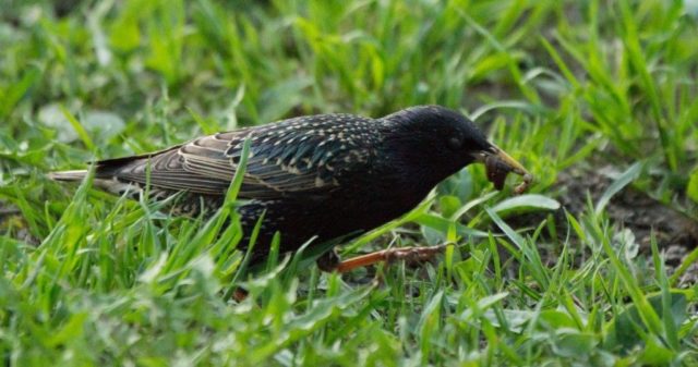 Slugs on cabbage: what to do, how to fight, preventive measures