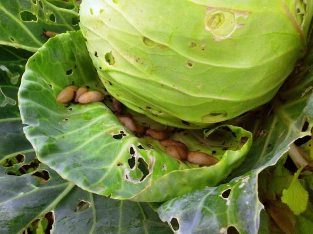 Slugs on cabbage: what to do, how to fight, preventive measures