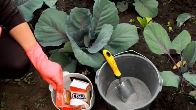 Slugs on cabbage: what to do, how to fight, preventive measures