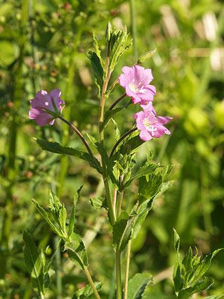 Small flowered willowherb &#8211; properties, application, contraindications