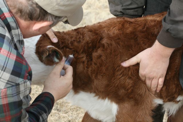 Smallpox in a cow on the udder: how to treat, prognosis and prevention