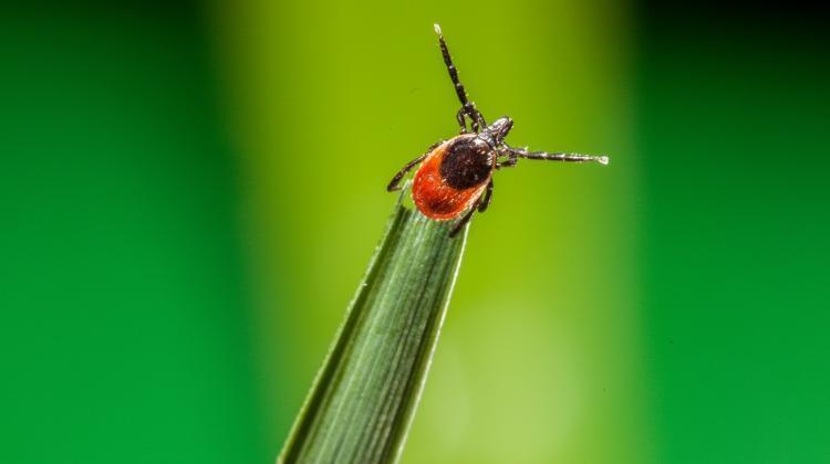 Smartphones can attract ticks? New Polish-Slovak research