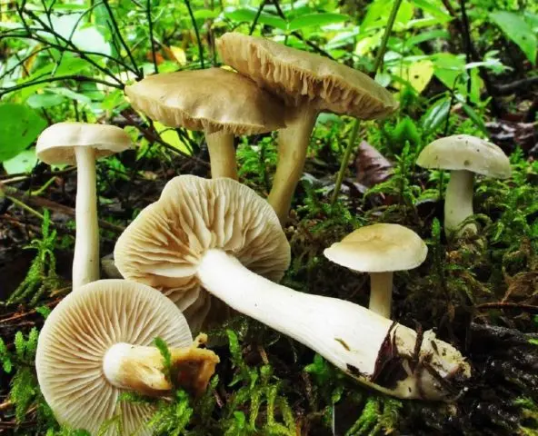 Smelly rowing: photo and description of the mushroom