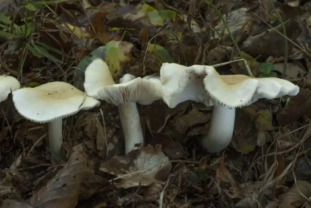 Smelly rowing: photo and description of the mushroom