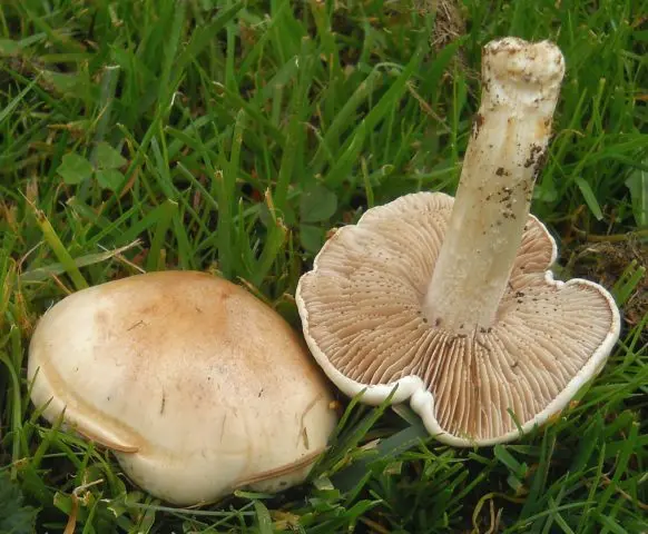 Smelly rowing: photo and description of the mushroom