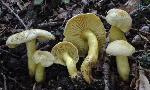 Smelly rowing: photo and description of the mushroom