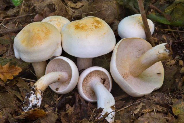 Smelly rowing: photo and description of the mushroom