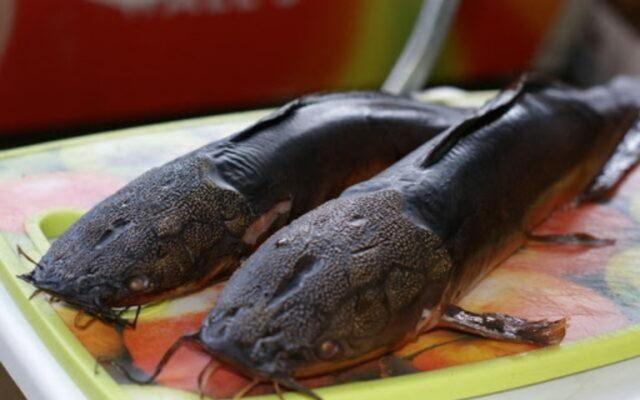 Smoking catfish in a hot way: calories, recipes with photos, videos