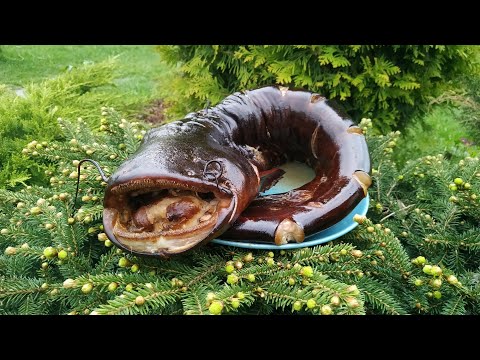 Smoking catfish in a hot way: calories, recipes with photos, videos