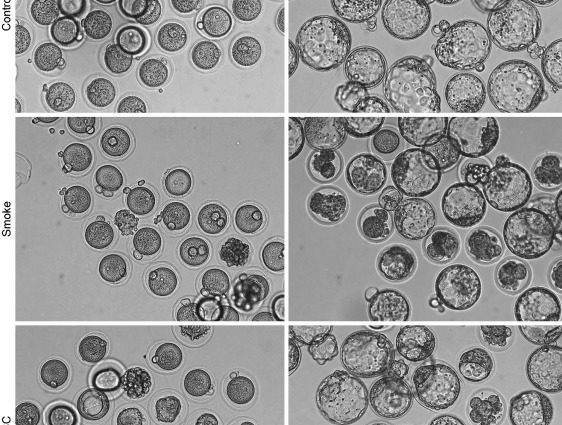 Smoking slows down the development of the embryo