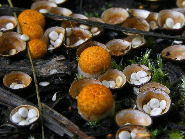 Smooth glass: photo and description of the mushroom