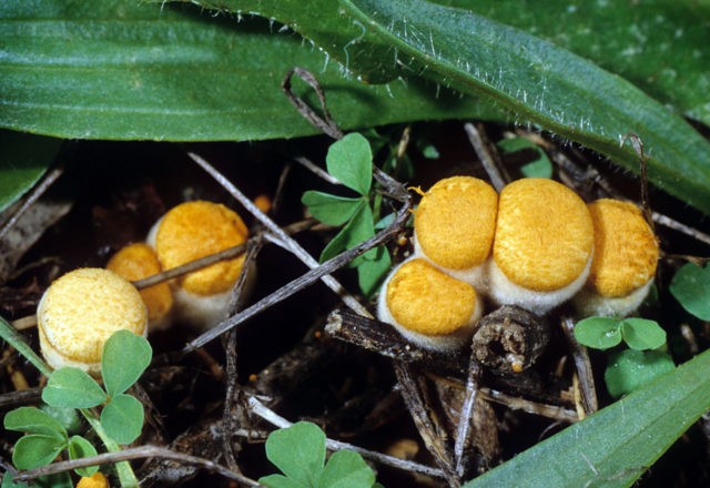 Smooth glass: photo and description of the mushroom