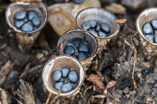 Smooth glass: photo and description of the mushroom