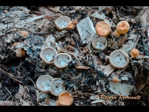 Smooth glass: photo and description of the mushroom