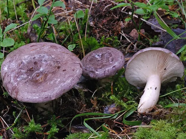 Smooth mushroom: photo and description, salting recipes for the winter