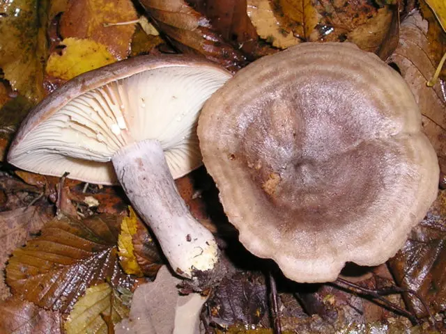 Smooth mushroom: photo and description, salting recipes for the winter