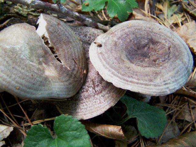 Smooth mushroom: photo and description, salting recipes for the winter