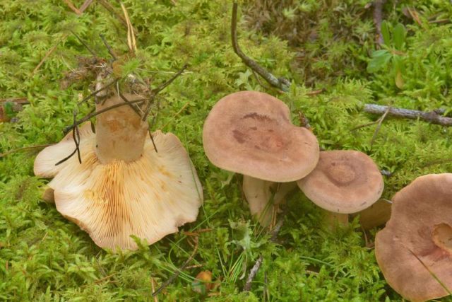 Smooth mushroom: photo and description, salting recipes for the winter