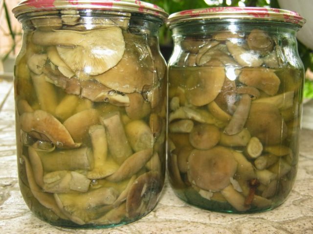 Smooth mushroom: photo and description, salting recipes for the winter