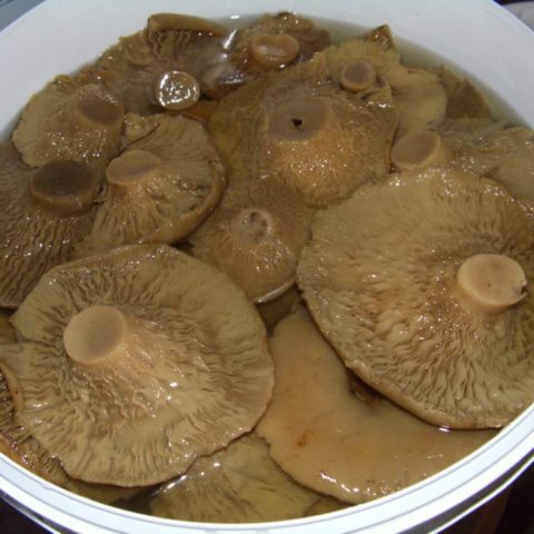 Smooth mushroom: photo and description, salting recipes for the winter