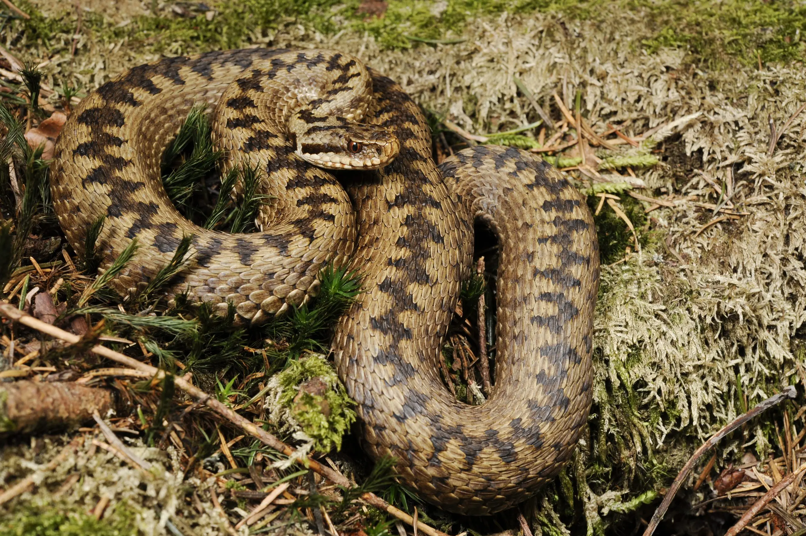 Snake bites. What are poisonous snakes in Poland?