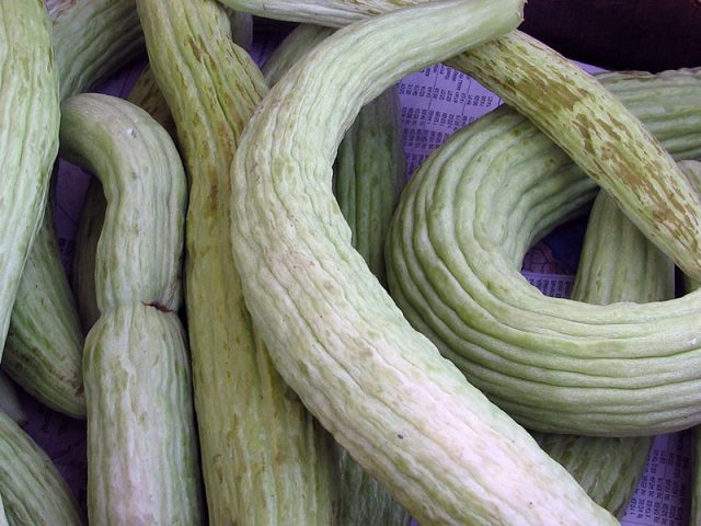 snake melon